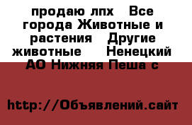 продаю лпх - Все города Животные и растения » Другие животные   . Ненецкий АО,Нижняя Пеша с.